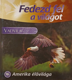 Amerika lvilga