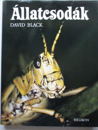 David Black - llatcsodk