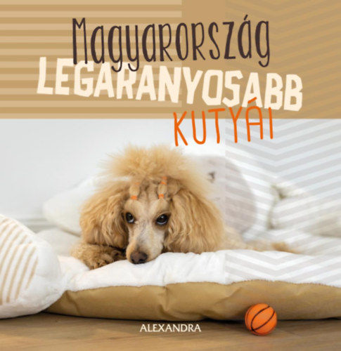 Magyarorszg legaranyosabb kutyi