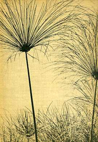 Bodoky Rich�rd - Livingstone