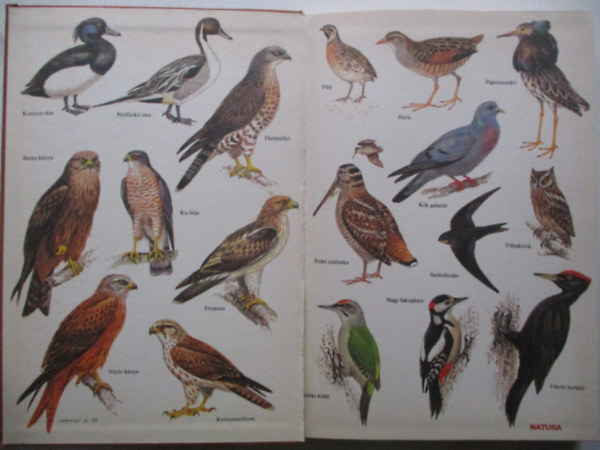Haraszthy L�szl� - Magyarorsz�g f�szkel� madarai