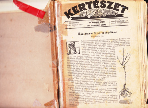 Dr Kerekes Lajos - Dr. Jeszenszky �rp�d  (szerk) - Kert�szet 1928 - N�v�nyv�delem 1928 (egybek�tve)