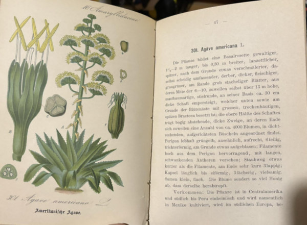 Ernst Dr. Hallier - Flora von Deutschland (Vierzehnter Band.15-20.)